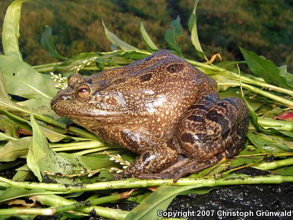 Big-footed Leopard Frog (Lithobates megapoda)