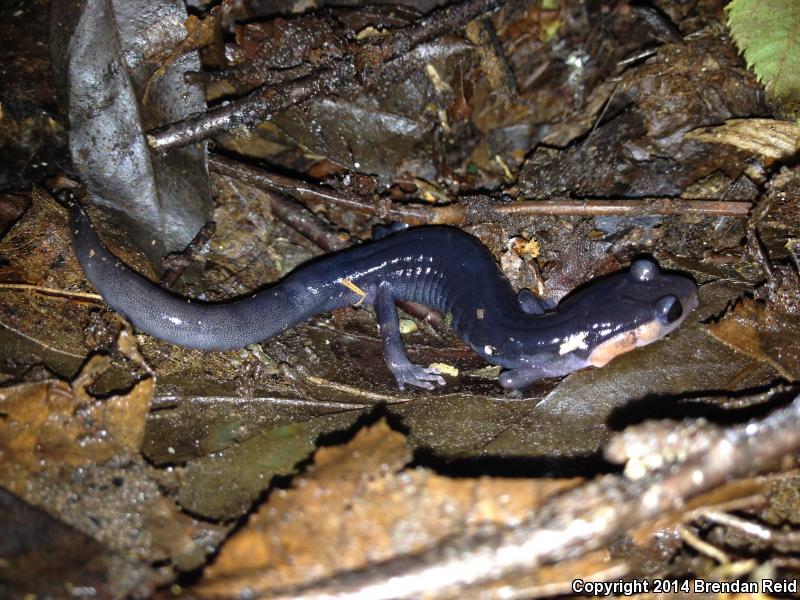 Red-cheeked Salamander (Plethodon jordani)