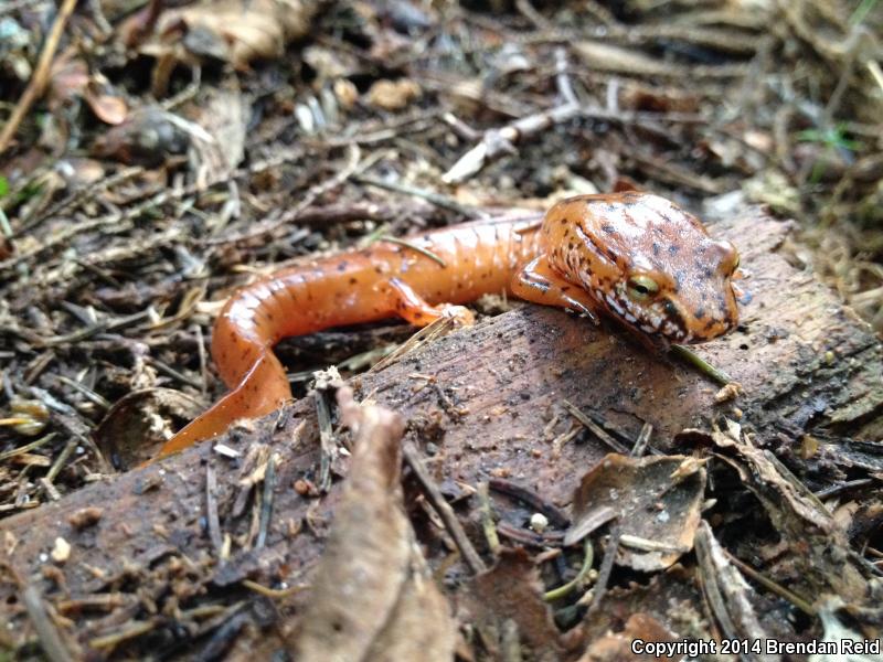 Blue Ridge Spring Salamander (Gyrinophilus porphyriticus danielsi)