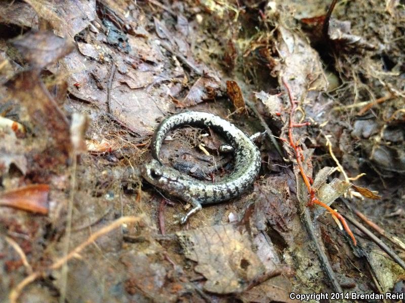 Weller's Salamander (Plethodon welleri)