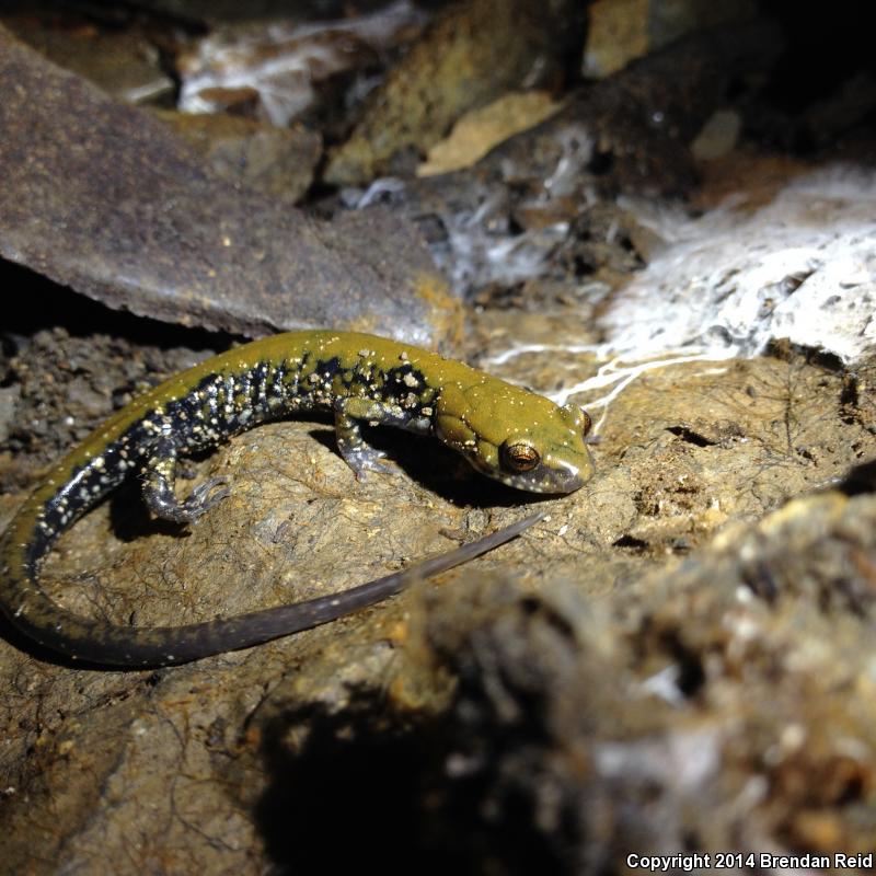 Pigeon Mountain Salamander (Plethodon petraeus)