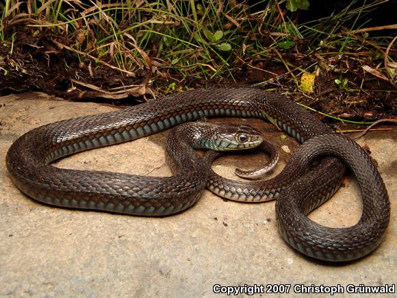 Obscure Mexican Gartersnake (Thamnophis eques obscurus)
