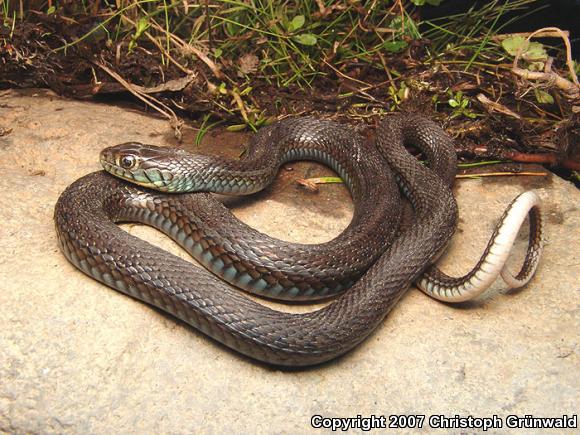 Obscure Mexican Gartersnake (Thamnophis eques obscurus)