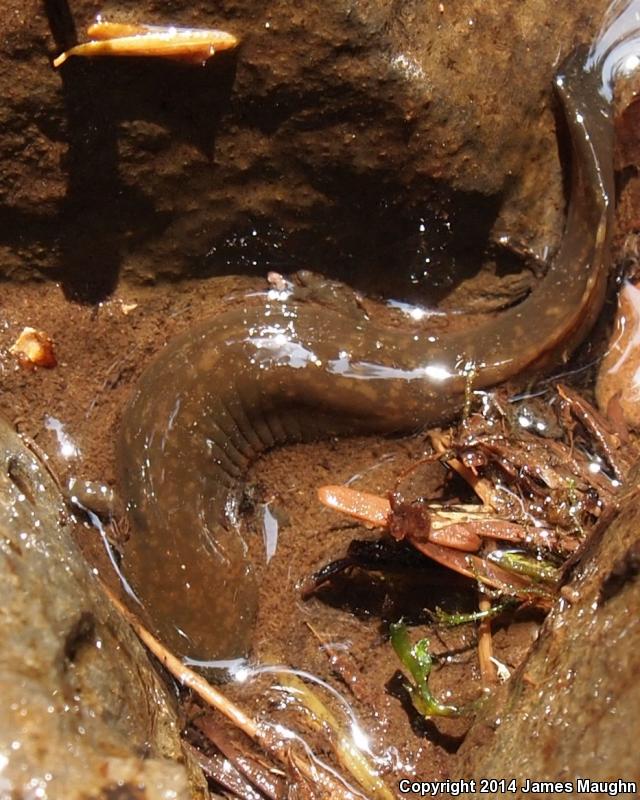 Cope's Giant Salamander (Dicamptodon copei)