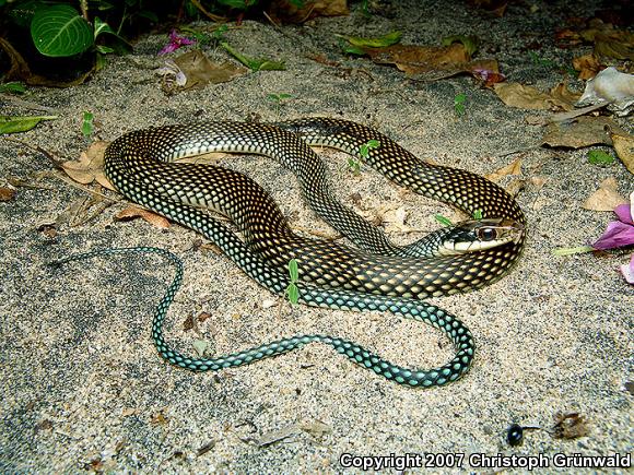 Speckled Racer (Drymobius margaritiferus)