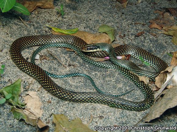 Speckled Racer (Drymobius margaritiferus)