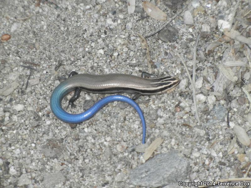 Mountain Skink (Plestiodon callicephalus)