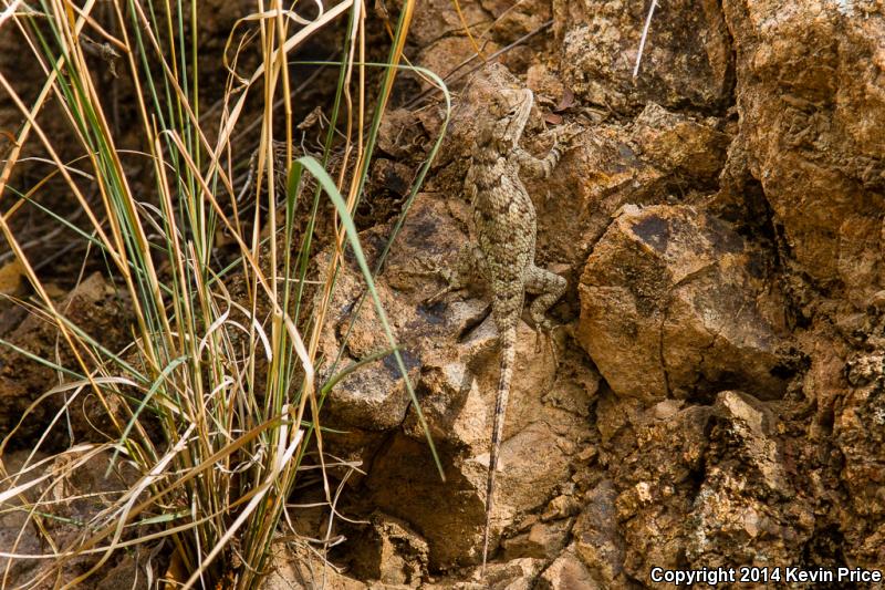 Sonoran Spiny Lizard (Sceloporus clarkii clarkii)