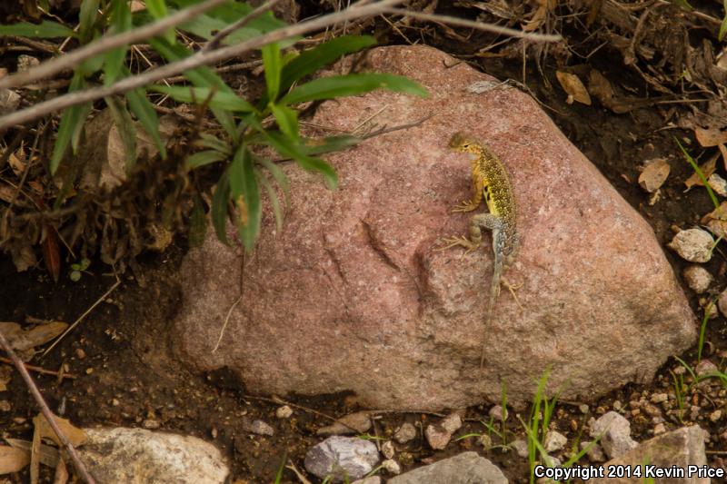 Sonoran Earless Lizard (Holbrookia elegans thermophila)