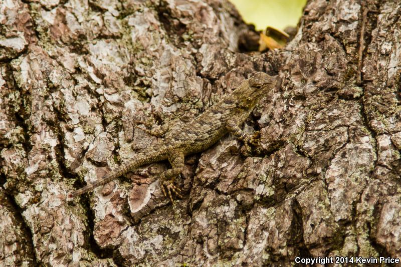 Sonoran Spiny Lizard (Sceloporus clarkii clarkii)