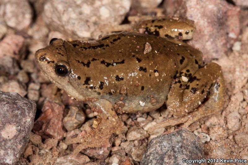 Mazatlan Narrow-mouthed Toad (Gastrophryne olivacea mazatlanensis)