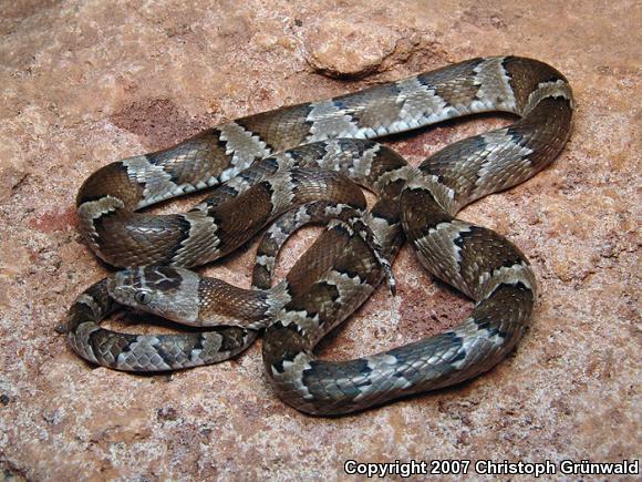 Mexican Lyresnake (Trimorphodon tau tau)