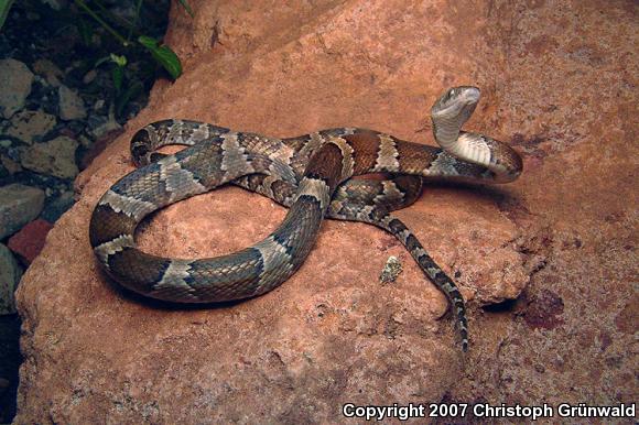 Mexican Lyresnake (Trimorphodon tau tau)