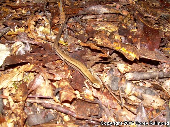 Little Brown Skink (Scincella lateralis)