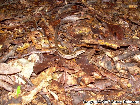 Little Brown Skink (Scincella lateralis)