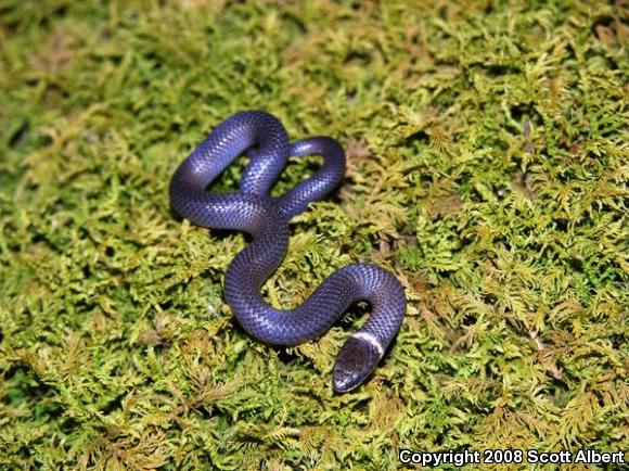 Northern Ring-necked Snake (Diadophis punctatus edwardsii)