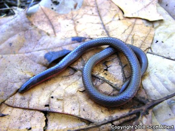 Midwestern Wormsnake (Carphophis amoenus helenae)