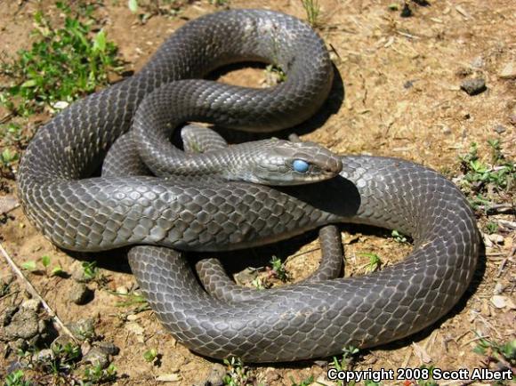 Southern Black Racer (Coluber constrictor priapus)