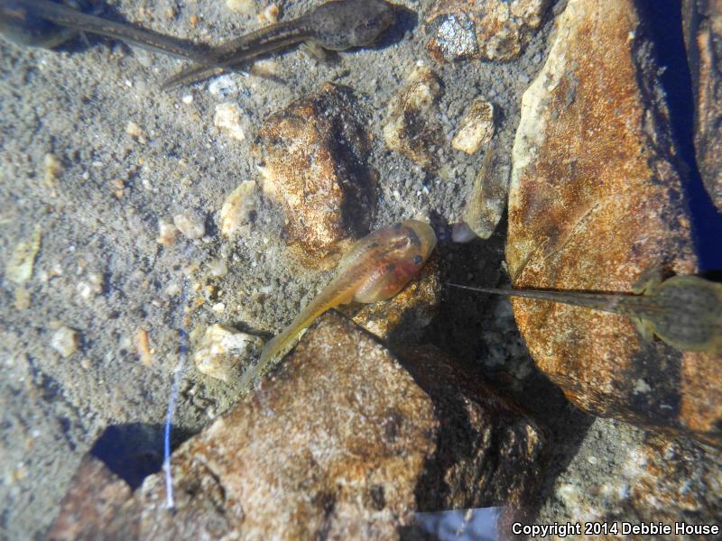 Sierra Nevada Yellow-legged Frog (Rana sierrae)