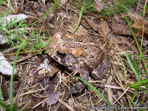 Eastern American Toad (Anaxyrus americanus americanus)