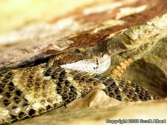 Timber Rattlesnake (Crotalus horridus)