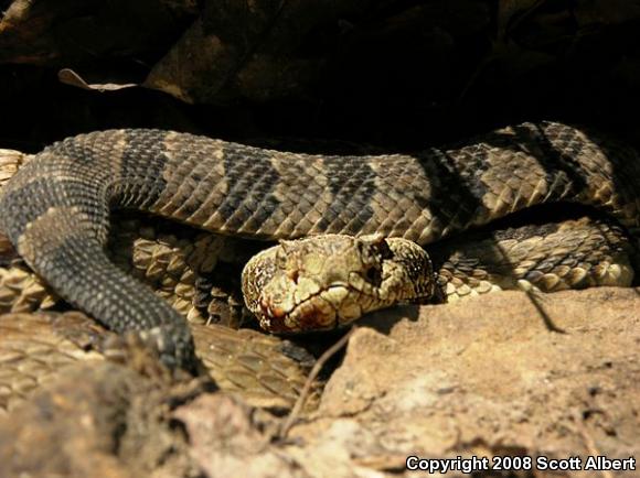 Timber Rattlesnake (Crotalus horridus)