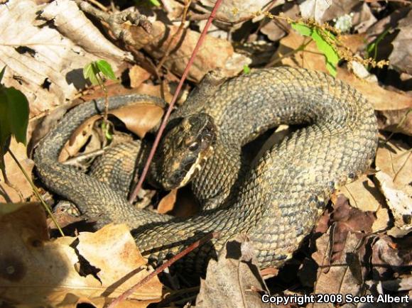 Western Cottonmouth (Agkistrodon piscivorus leucostoma)