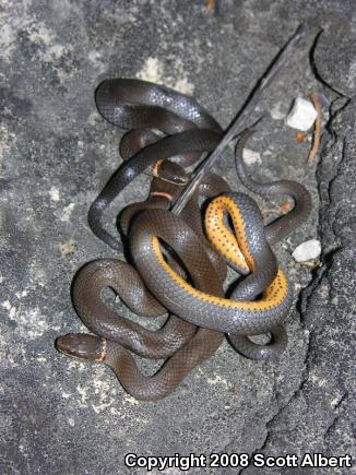 Prairie Ring-necked Snake (Diadophis punctatus arnyi)