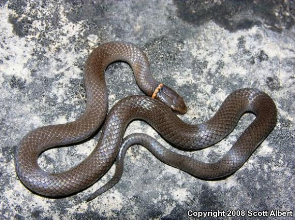 Prairie Ring-necked Snake (Diadophis punctatus arnyi)