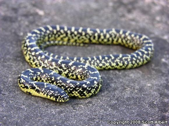 Speckled Kingsnake (Lampropeltis getula holbrooki)