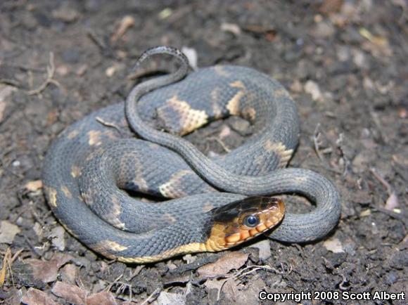 Broad-banded Watersnake (Nerodia fasciata confluens)