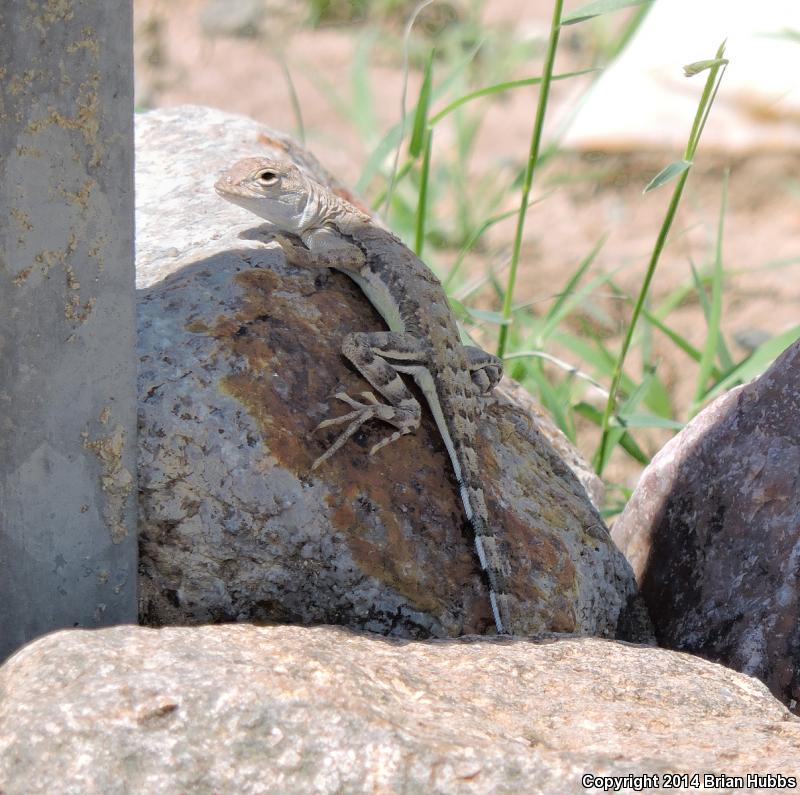 Great Plains Earless Lizard (Holbrookia maculata maculata)