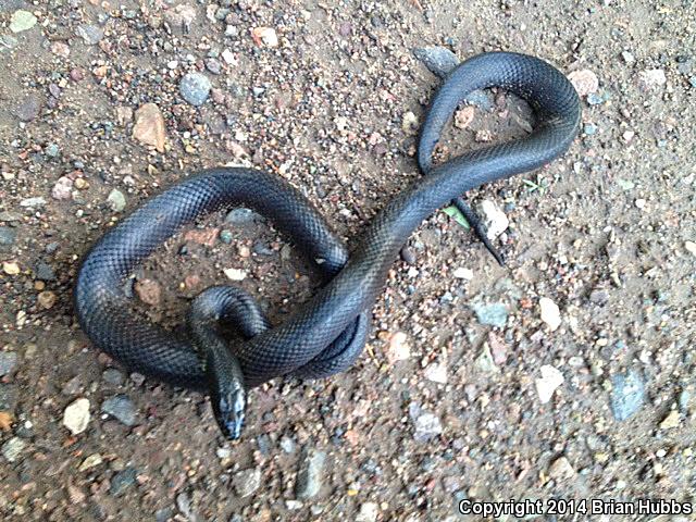 Western Black Kingsnake (Lampropeltis getula nigrita)