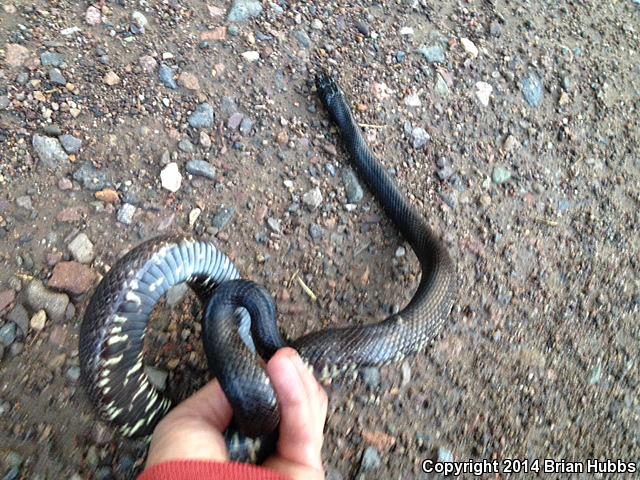 Western Black Kingsnake (Lampropeltis getula nigrita)