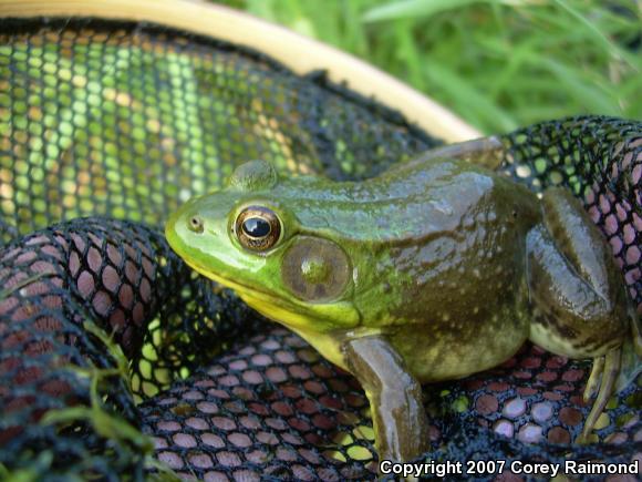 Northern Green Frog (Lithobates clamitans melanota)