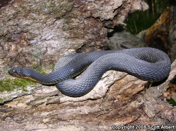 Yellow-bellied Watersnake (Nerodia erythrogaster flavigaster)