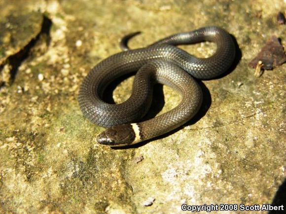 Northern Ring-necked Snake (Diadophis punctatus edwardsii)