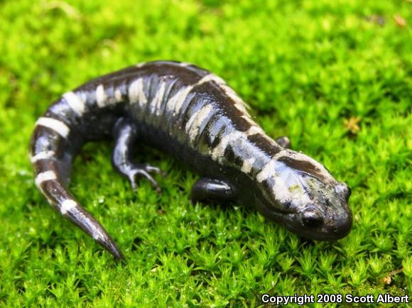 Marbled Salamander (Ambystoma opacum)