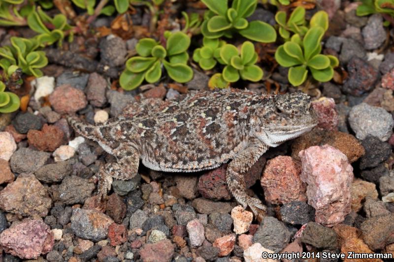 Pygmy Short-horned Lizard (Phrynosoma douglasii)