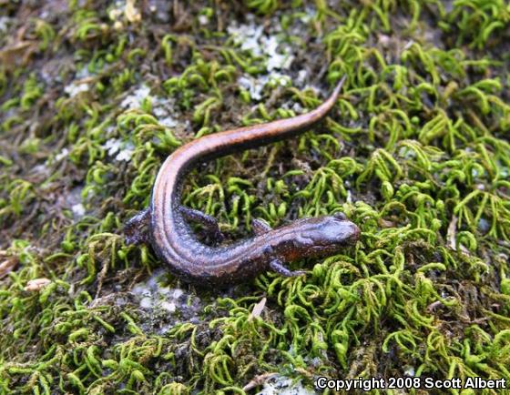 Northern Zigzag Salamander (Plethodon dorsalis)