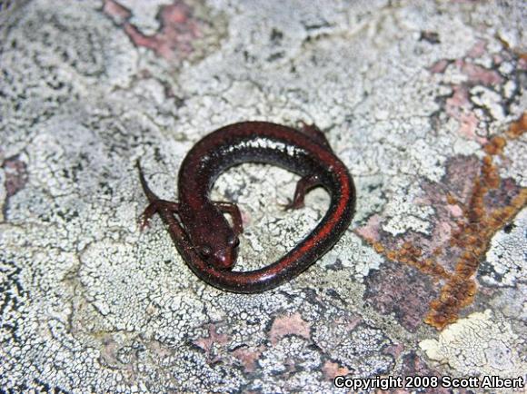 Southern Red-backed Salamander (Plethodon serratus)