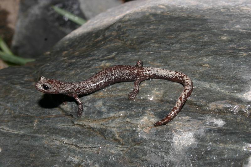 Inyo Mountains Salamander (Batrachoseps campi)