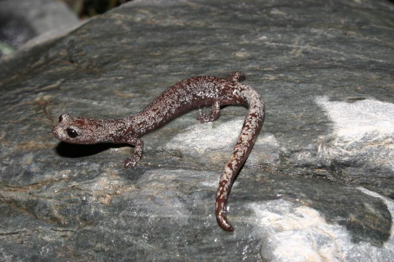 Inyo Mountains Salamander (Batrachoseps campi)