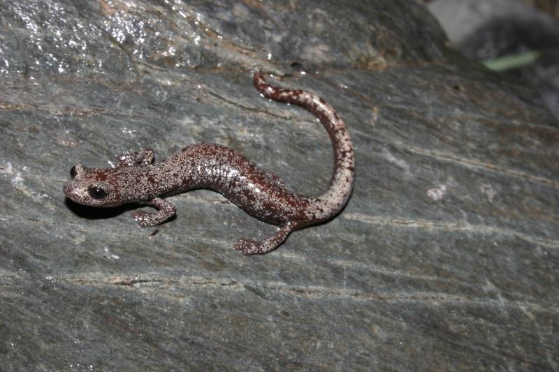 Inyo Mountains Salamander (Batrachoseps campi)