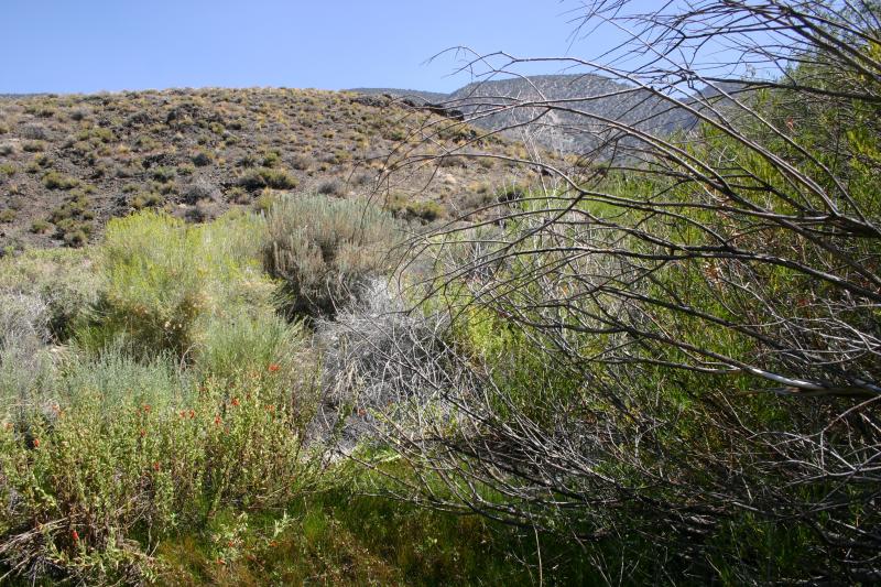 Inyo Mountains Salamander (Batrachoseps campi)