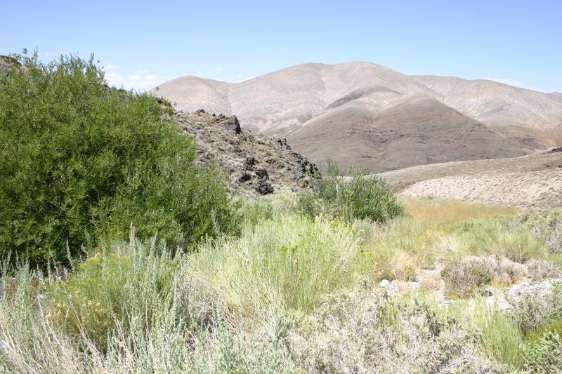 Inyo Mountains Salamander (Batrachoseps campi)