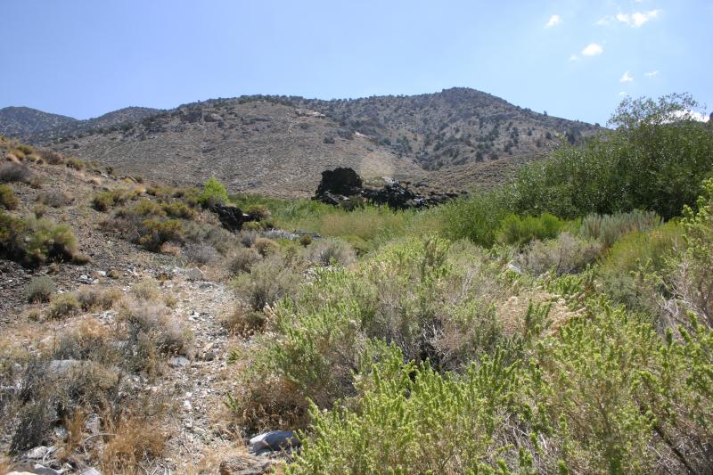 Inyo Mountains Salamander (Batrachoseps campi)