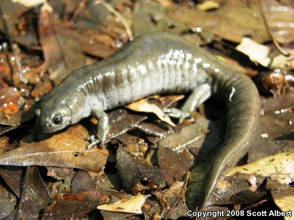 Small-mouthed Salamander (Ambystoma texanum)