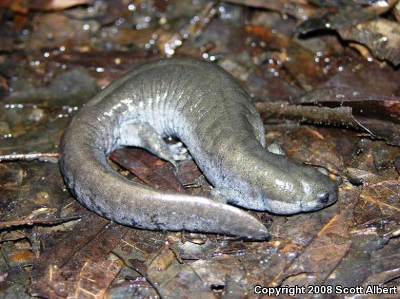 Small-mouthed Salamander (Ambystoma texanum)