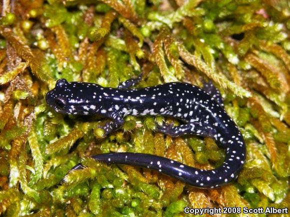 Western Slimy Salamander (Plethodon albagula)